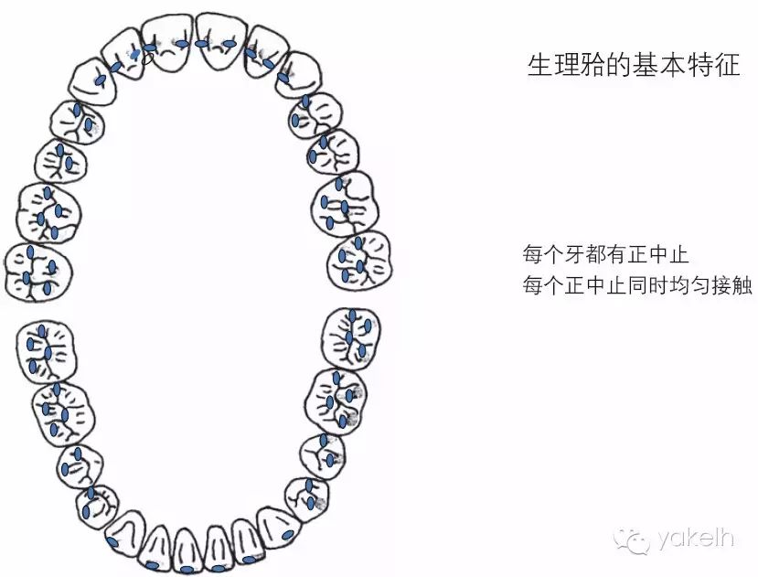 牙列近远中的稳定性由合适的邻接点保证,颊舌向的稳定性由中性区决定.