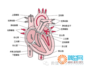 心脏写给人类的一封信