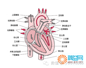 心脏写给人类的一封信