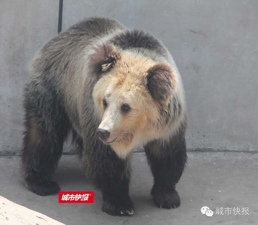 “五一”来天津动物园 “熊宝”齐聚首