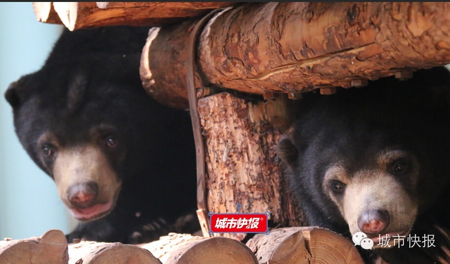 “五一”来天津动物园 “熊宝”齐聚首