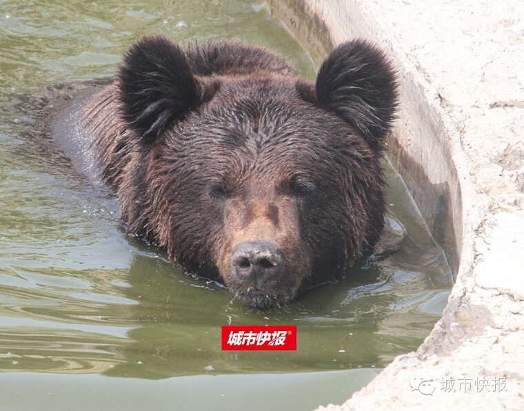 “五一”来天津动物园 “熊宝”齐聚首