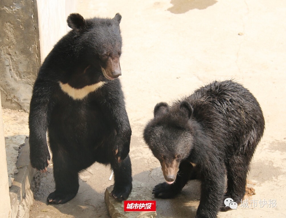 “五一”来天津动物园 “熊宝”齐聚首