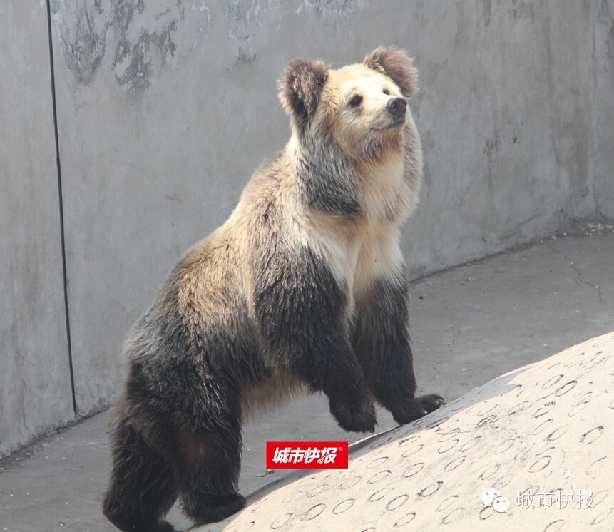 “五一”来天津动物园 “熊宝”齐聚首