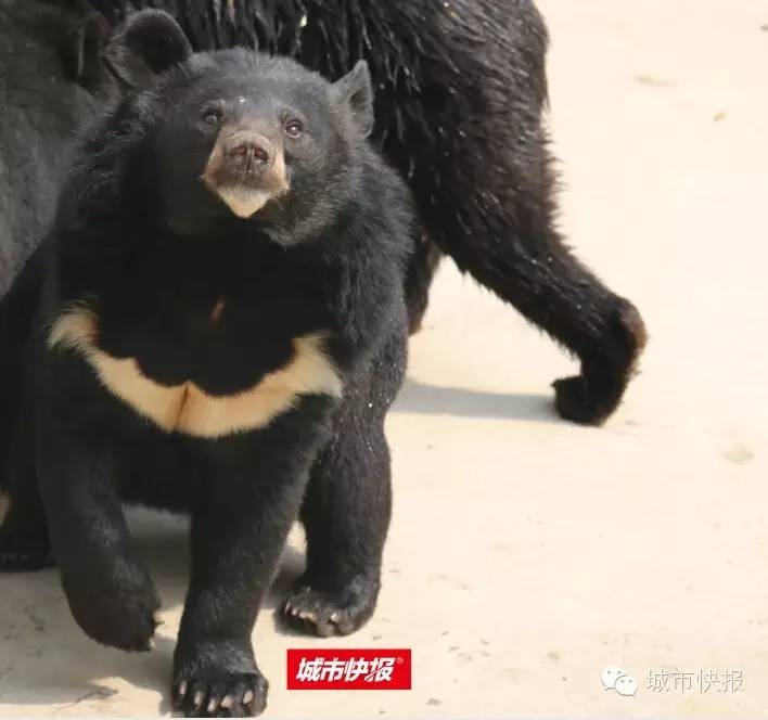 “五一”来天津动物园 “熊宝”齐聚首
