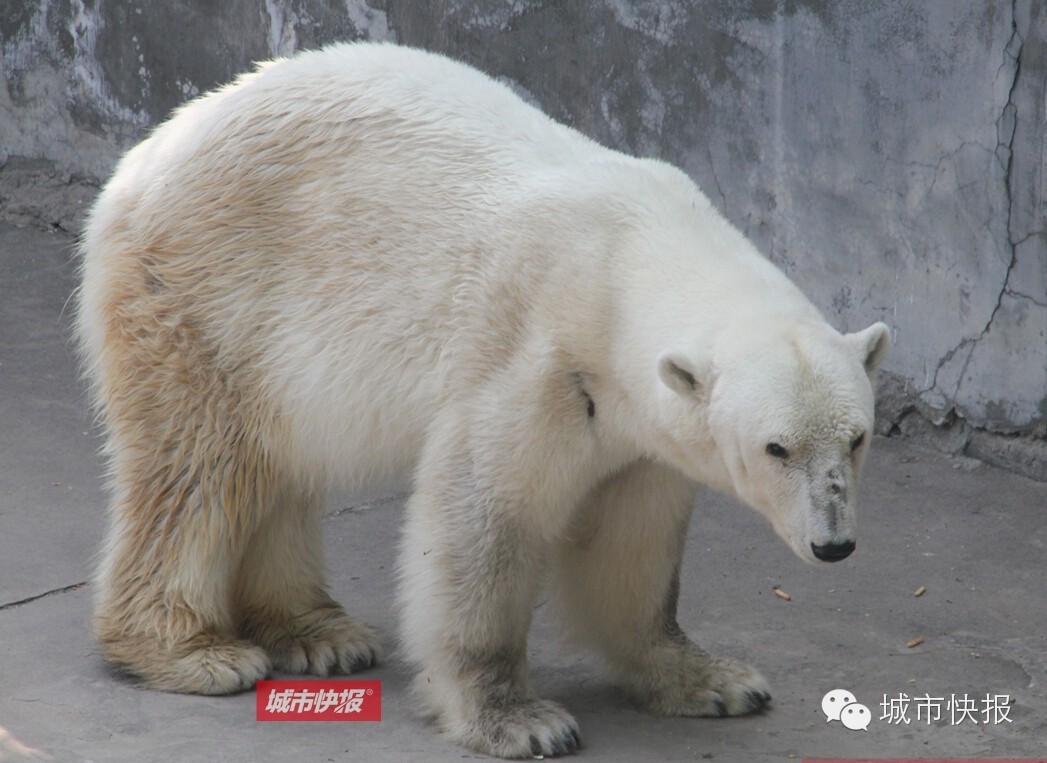 “五一”来天津动物园 “熊宝”齐聚首