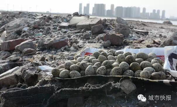 偷蛋被拦截 130多条野生鸟类生命得救了