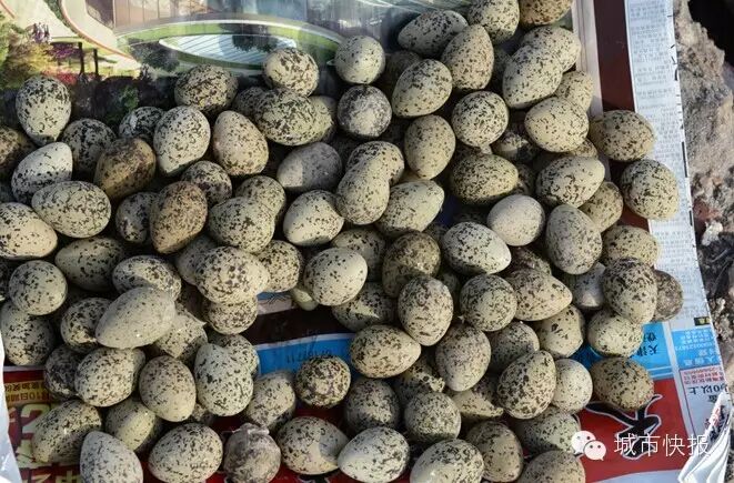 偷蛋被拦截 130多条野生鸟类生命得救了