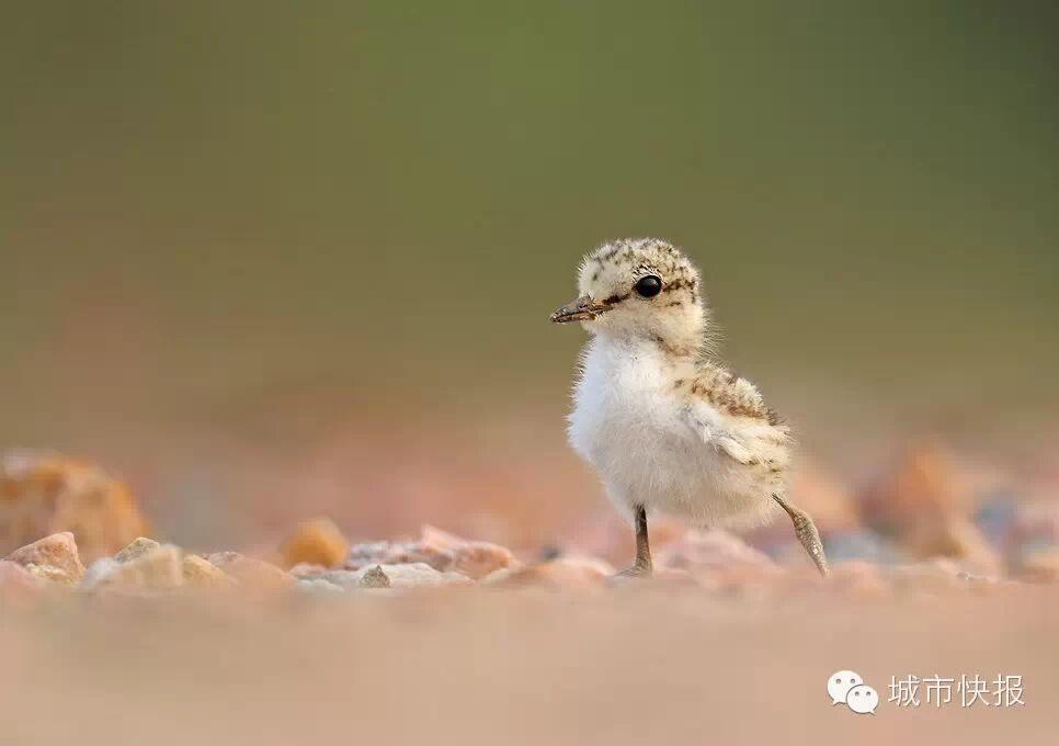 偷蛋被拦截 130多条野生鸟类生命得救了