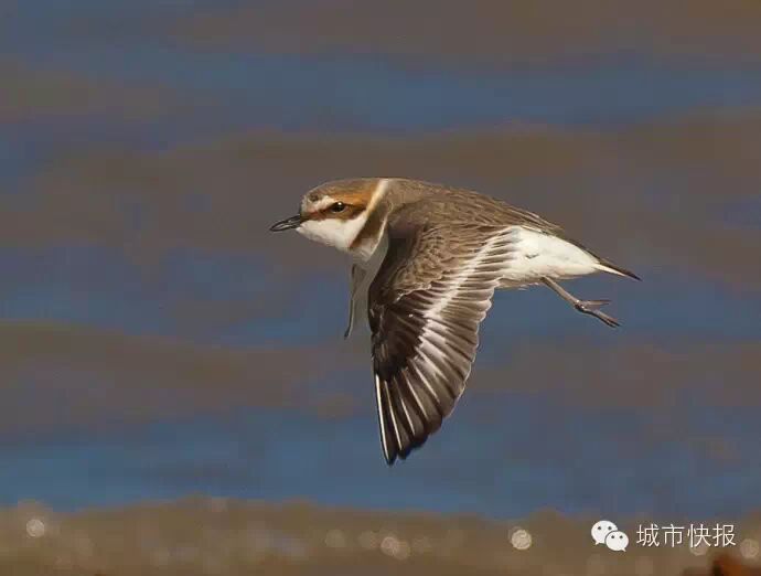 偷蛋被拦截 130多条野生鸟类生命得救了