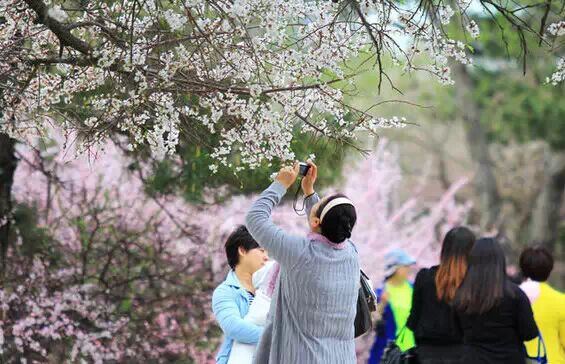 从天津坐火车，可直达这些赏花地！