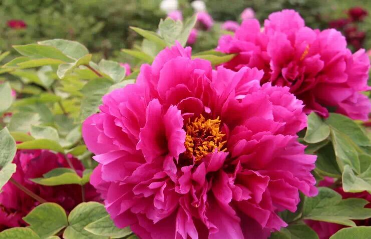 从天津坐火车，可直达这些赏花地！