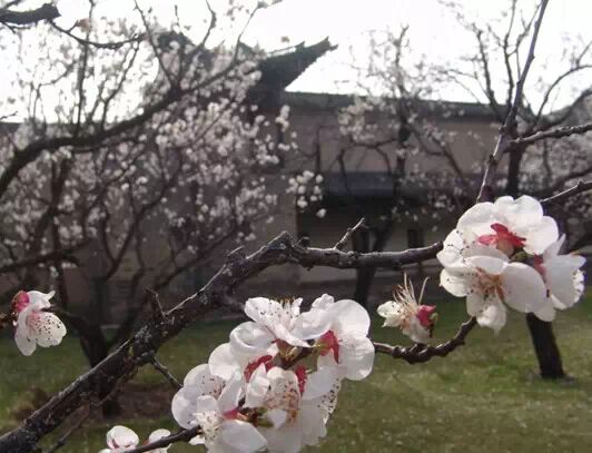 从天津坐火车，可直达这些赏花地！