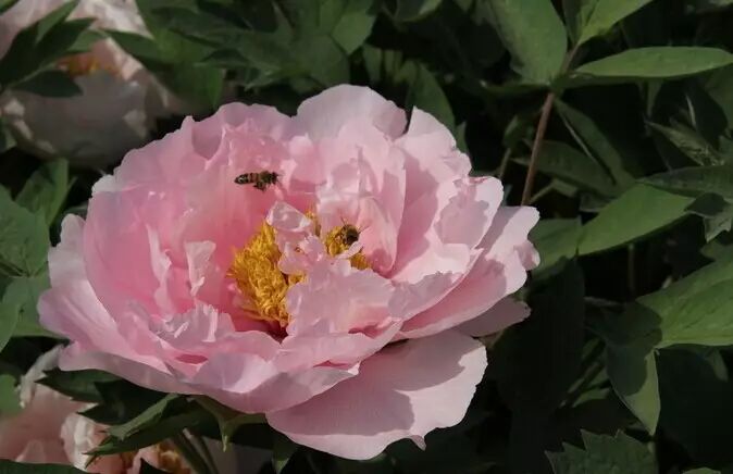 从天津坐火车，可直达这些赏花地！