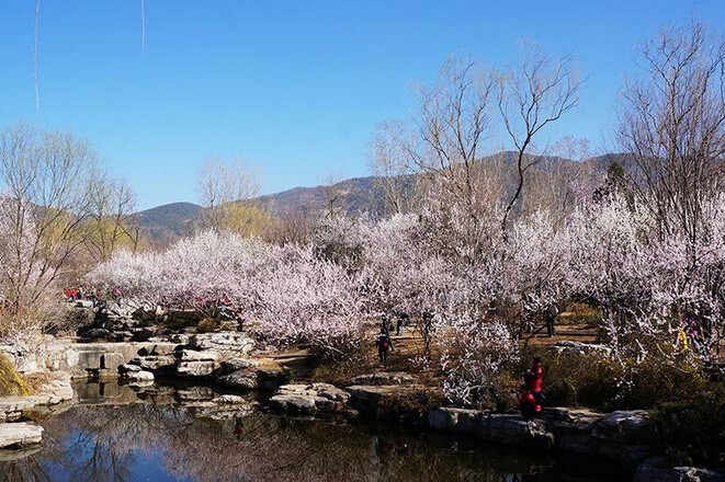从天津坐火车，可直达这些赏花地！
