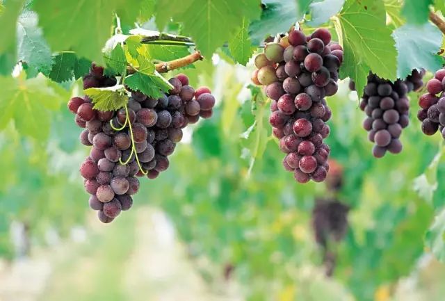 徐州这个地方一天玩个来回刚刚好！还有漂流、采摘、骑马和龙虾节在向你招手