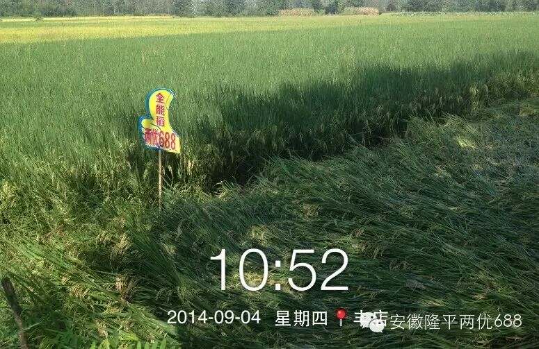 经得起实践验证的隆平好水稻——两优688