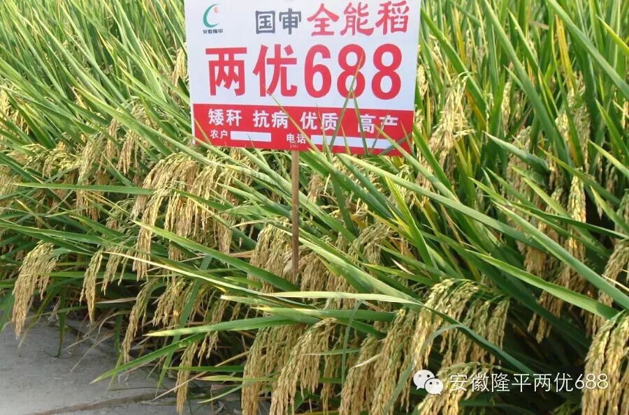 经得起实践验证的隆平好水稻——两优688