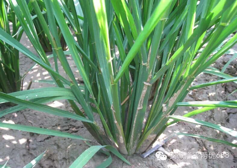 经得起实践验证的隆平好水稻——两优688