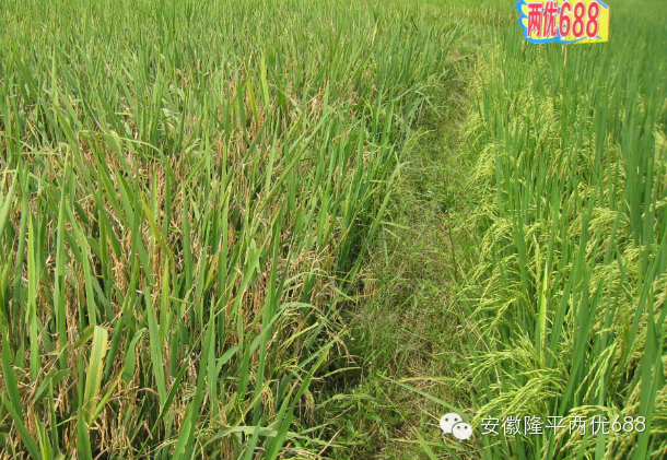 经得起实践验证的隆平好水稻——两优688