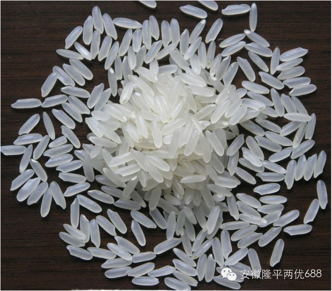 经得起实践验证的隆平好水稻——两优688