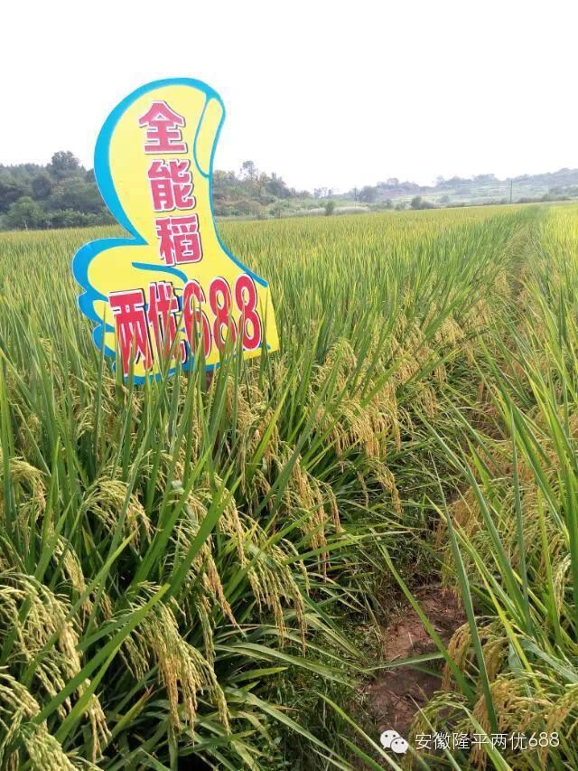 经得起实践验证的隆平好水稻——两优688