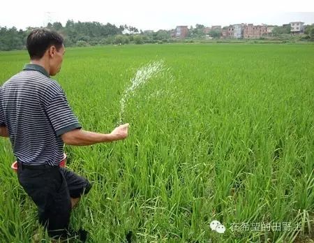 水稻齐穗后20一30天灌浆期的水层管理