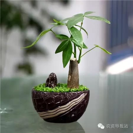 风水学家里摆什么招财_家中招财摆件风水效果哪个好_招财风水摆件及摆放位置