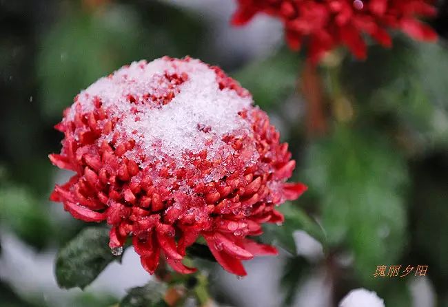 美美美美醉了,雪中梅兰竹菊