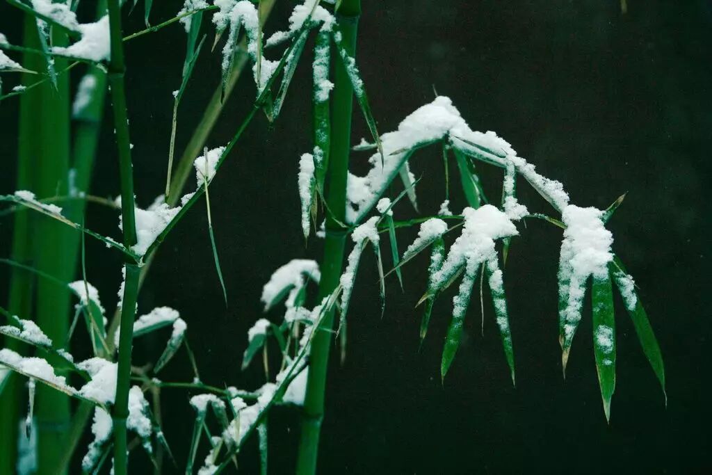 美美美美醉了,雪中梅兰竹菊