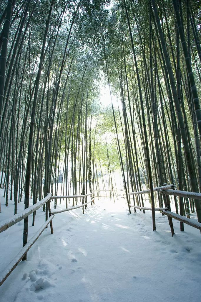 美美美美醉了,雪中梅兰竹菊