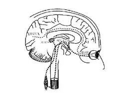 蓝光危害现场快速测试方法