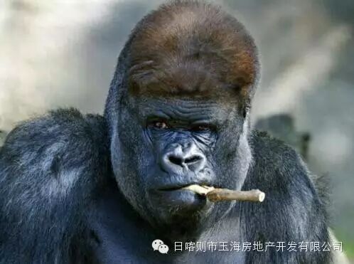 银河系富二代 秒杀王思聪!