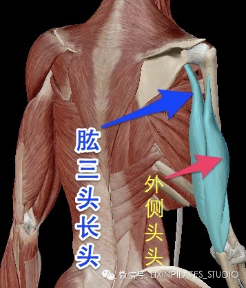 肱三头肌长头穿过肩关节起于肩胛骨盂上结节,除了有着强力内收和后伸