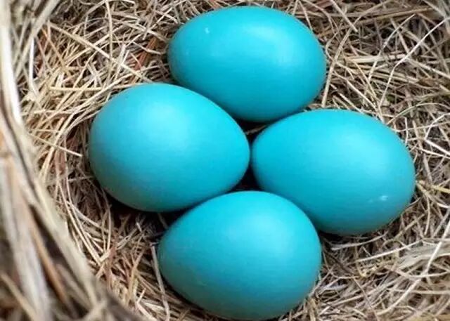 蒂芙尼蓝背景_蒂芙尼蓝rgb