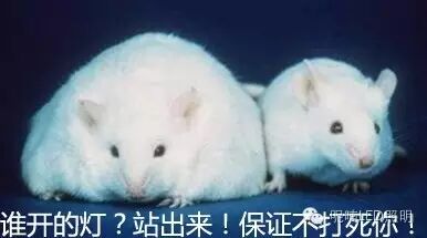 脑洞趣闻｜细思恐极，灯光太亮会让人变胖？