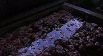 为什么街上香喷喷的烤鸭只卖19元一只？439 / 作者:奇葩处处有 / 帖子ID:108912