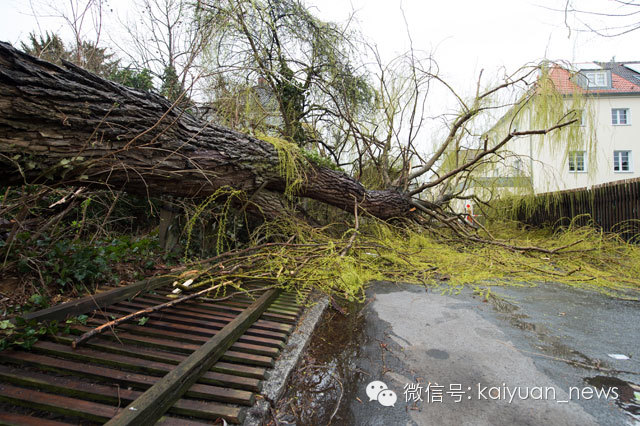 飓风刮倒大树