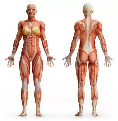 74女性衰老的根源在于肌肉松弛