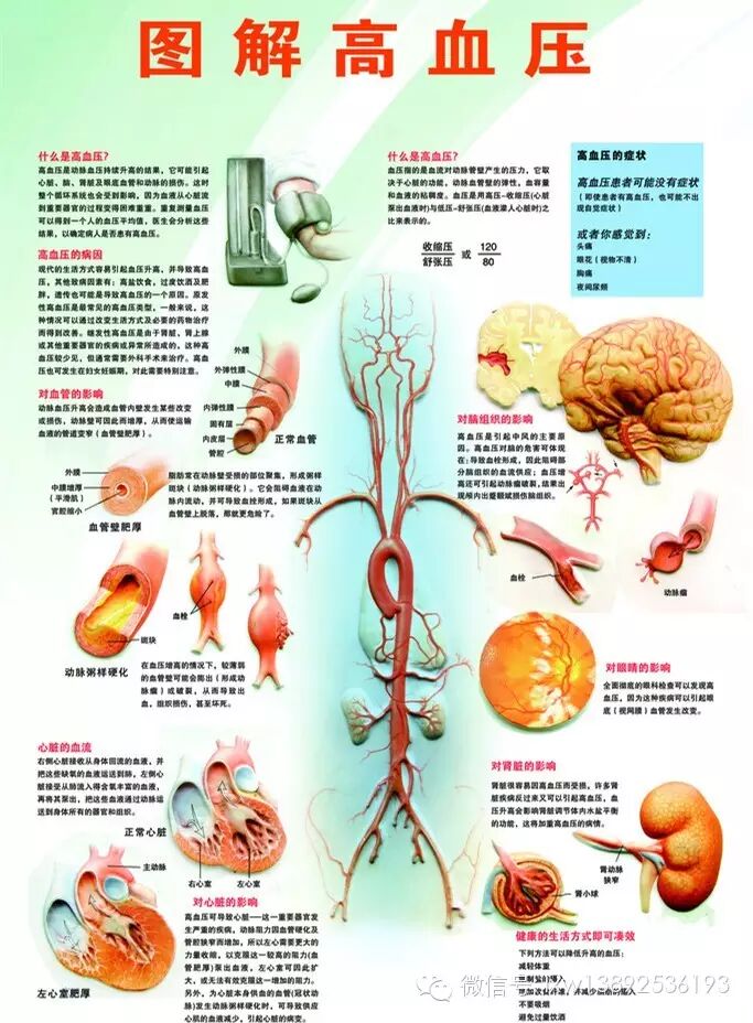高血压、高血脂、高血糖“三高”的真相，黑茶来帮你