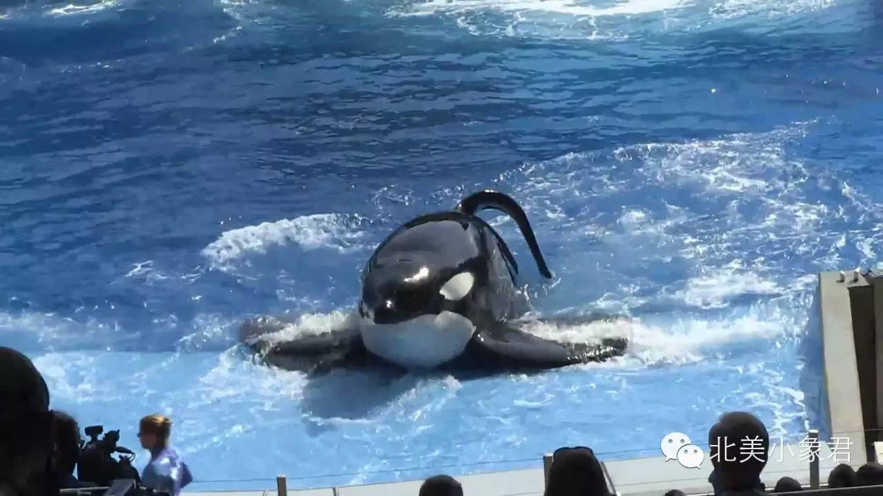 漫漫自由路:盘点虎鲸挣脱seaworld禁锢的50年