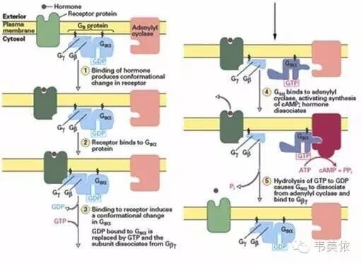 序列标签位点图_gdp结合位点