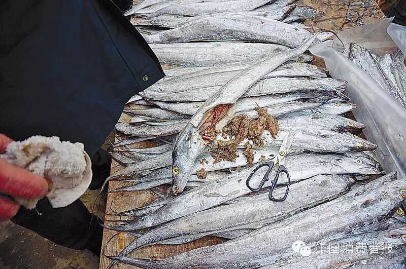 带鱼怀孕?消费者从冻带鱼肚子里掏出很多小杂鱼……-怀孕期