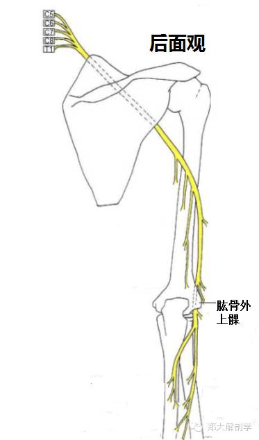 周围神经臂丛