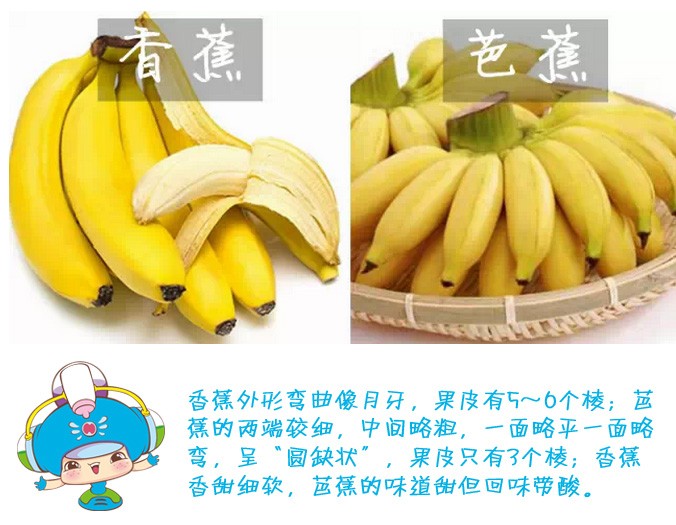 【科普知识】凤梨和菠萝,香蕉和芭蕉…你都分得清这些"近似食物"吗?