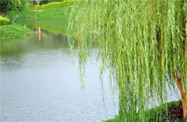 那年夏天,那片池塘