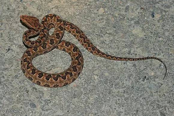 整理国内最最常见蛇类图鉴 教你认识身边蛇 生态摄影