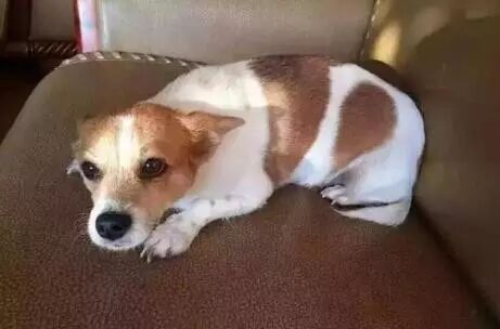 【四平微报】梨树13岁女孩被村夫强奸 因受恐吓怀孕7个多月才报案-怀孕期