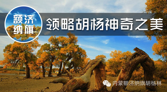 额济纳胡杨林------让人窒息的美!