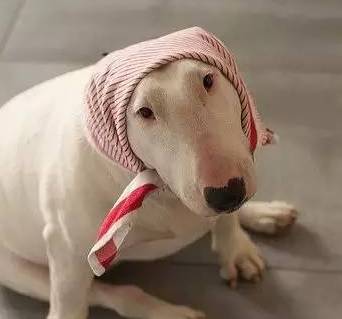 【交广·微娱乐】孙红雷&黄渤:万万没想到栽到了一条狗...